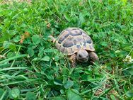 Dalmatische Landschildkröte / Testudo hermanni hercegovinensis / 180 Euro / Mülheim-Kärlich - Mülheim-Kärlich
