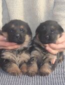 Dt.Schäferhund Welpen, SV, rote Papiere in 95213