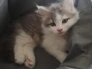 Süße Kitten suchen ab sofort liebevolles Zuhause (250 Euro) - Altensteig