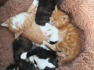 MainCoon/Ragdollkitten - Herrnhut Berthelsdorf
