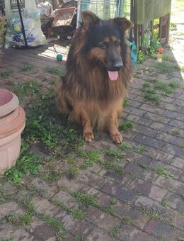 Welpen Altdeutscher Schäferhund - Vogelsang