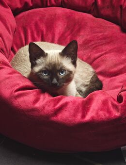 Siam Heilige Birma Katze , Kätzchen ein Weibchen - Namborn