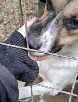 Buddy, ein verschmuster Rüde - Köln