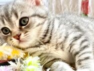 BkH Mädchen reinrassig Silver Tabby , Whiskas - Bodenwerder (Münchhausenstadt)