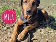 Mila möchte ein für-immer-Zuhause - Flörsheim-Dalsheim