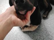 Muffin 1 Jahr 36 cm - Finning