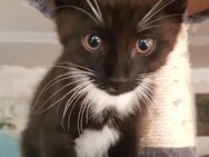 süsse Kätzchen, Kitten, Katzebabys sehr lieb - Bernburg (Saale)
