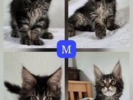 Maine coon Kitten - Düsseldorf