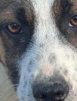 Jari, unser kleines Schnuffelchen 🐾 - Elsdorf (Nordrhein-Westfalen)