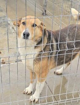 Die wunderschöne Bella - Weilheim (Oberbayern)