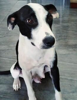 Cilka sucht Menschen mit ganz viel Herz - Laatzen