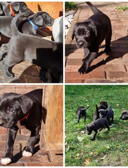 Süße Welpen suchen liebevollen zuhause - Turnow-Preilack