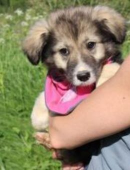 Süße Phoebe sucht neuen Wirkungskreis - München