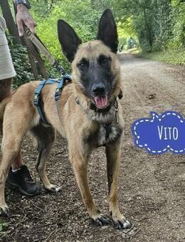 Vito braucht seinen Menschen - Flörsheim-Dalsheim