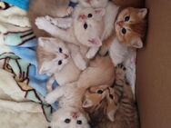 BKH Kitten - Worpswede