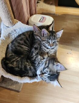 Süsser katzenbabys abzugeben - Neu Wulmstorf