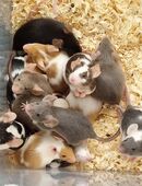 Farbmäuse Jungtiere in 48153