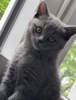 Süße Britisch Kurzhaar Kitten zu verkaufen – 12 Wochen alt! - Essen