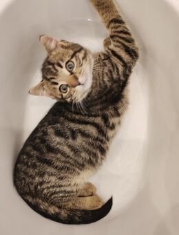 Kätzchen, Babykatzen - Villingen-Schwenningen