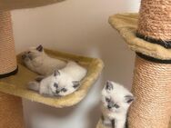 BKH Bluepoint Kitten suchen neues Zuhause - Sulgen