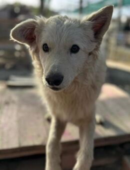 Jungrüde Tibor 💗 humorvoll & lebensfroh - Hamburg