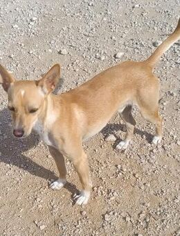 Talco kleiner Traumhund Alb - Ludwigshafen (Rhein)