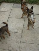 Süße Chihuahua Hunde in 88499
