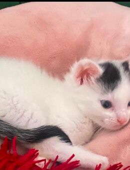 Babykatze Flöckchen sucht ihren Herzensmensch - Barby (Elbe) Groß Rosenburg