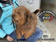 PIXO-möchte wieder wo dazu gehören - Waakirchen