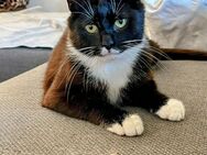 Rocky, Herzensbrecher sucht Zuhause mit Freigang # Tierschutz - Roth (Bayern)