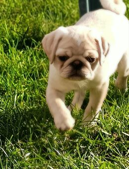 Süßer kleiner Mops Rüde sucht noch seine neue Familie - Hartha Zentrum