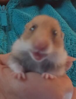 Goldhamster - Waldmünchen