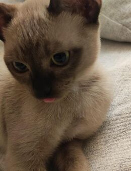 Tonkinese Kitten Weibchen Katze Kätzchen goldene Siam thaikatze - Dreieich