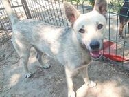 MISHA -freundlich zu Mensch, Hund, Katze - Gevelsberg