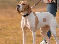 Sissy, Bracke Mix, 3,5 Jahre - Wegberg