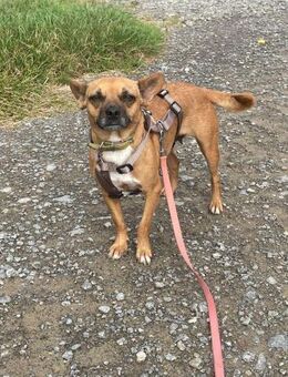 Kleine Nelly sucht Herz & Sofa - Koblenz