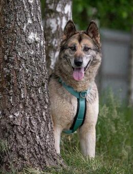 Soziale Lada sucht ihre Familie - Duisburg