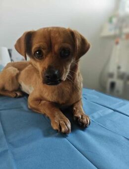 Kleine Renee möchte ein schönes Zuhause - Beltheim