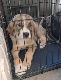 Zuhause/Pflegestelle gesucht für Yoschi - Miesbach