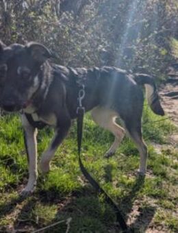 Kleine Paula❤ sucht Hundekenner mit Herz - Seggebruch