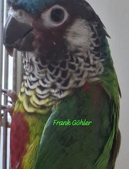 Blaustirnrotschwanzsittich - Groß Miltzow