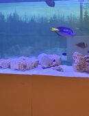 1000L Meerwasseraquarium komplett in 67586