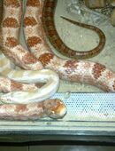 Kornnatter Pantherophis guttatus red albino weiblich in 76744