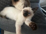 Reinrassiger Siam Kater Kätzchen Männchen Baby Katze kitten - Rittersdorf (Rheinland-Pfalz)