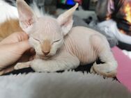 Don Sphynx kitten - Clausthal-Zellerfeld Zentrum