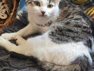 Soziale fröhliche GABI sucht ♥️ - München