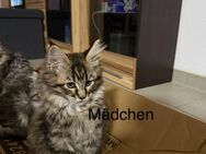 2 Zuckersüsse Maine Coon Kitten - Todtenweis