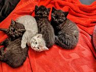 Reinrassige Britisch Kurzhaar-Kitten zu verkaufen (m/w)
