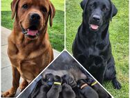Labrador Retriever Welpen vom Züchter mit Ahnentafel - Düren