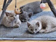 4 BKH Kitten in Blau und Fawn in liebevolle Hände Abzugeben - Eislingen (Fils)